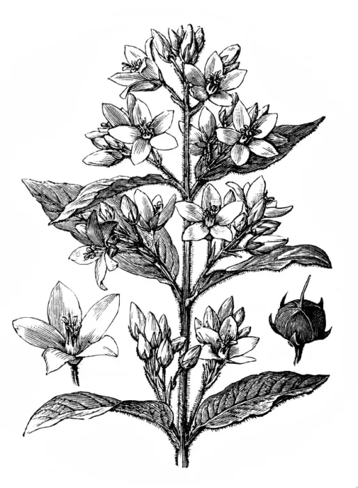 Framed Print : Golden loosestrife (Lysimachia vulgaris) Framed Print : Golden loosestrife (Lysimachia vulgaris)