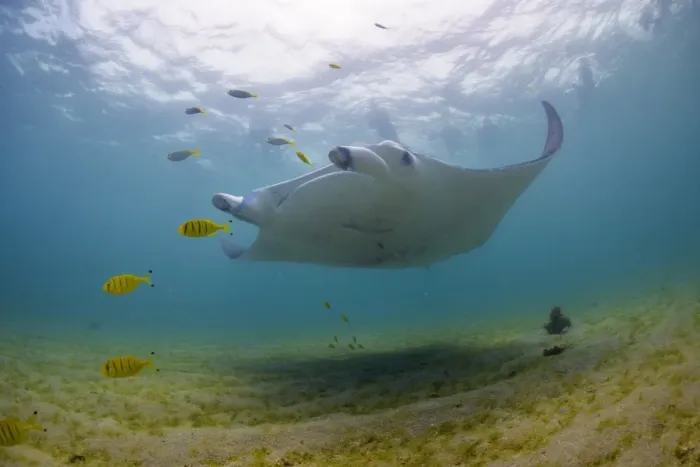 Framed Print : Golden manta and snorklers