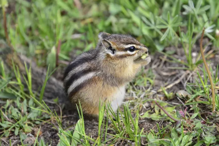Framed Print : Golden-mantled Ground Squirrel Framed Print : Golden-mantled Ground Squirrel