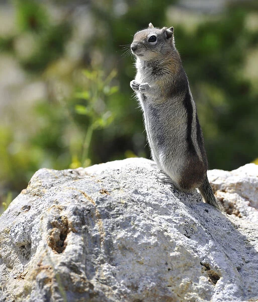 Golden-mantled Ground Squirrel -Spermophilus lateralis-, Yellowstone National Park, Wyoming, United States of America, USA