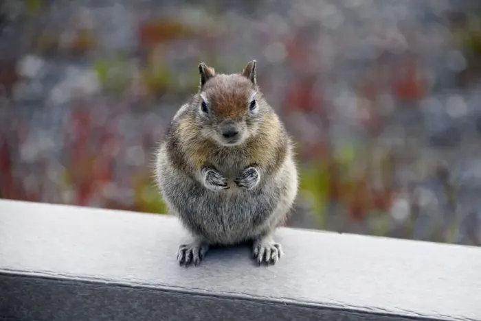 Framed Print : Golden-mantled ground squirrel (Spermophilus lateralis), Yellowstone National Park, Wyoming, USA Framed Print : Golden-mantled ground squirrel (Spermophilus lateralis), Yellowstone National Park, Wyoming, USA