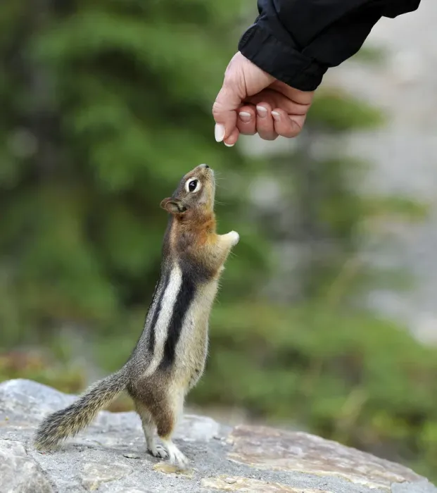 Framed Print : Golden-mantled ground squirrel (Spermophilus lateralis, Callospermophilus lateralis) begging for food, Banff National Park, Canadian Rockies, Alberta, Canada Framed Print : Golden-mantled ground squirrel (Spermophilus lateralis, Callospermophilus lateralis) begging for food, Banff National Park, Canadian Rockies, Alberta, Canada