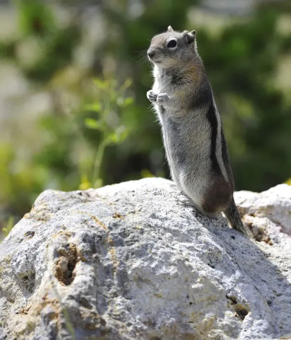 Framed Print : Golden-mantled Ground Squirrel -Spermophilus lateralis-, Yellowstone National Park, Wyoming, United States of America, USA