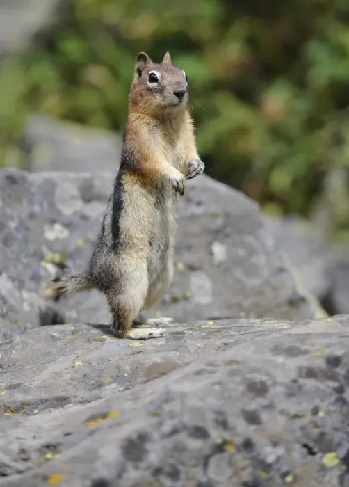 Framed Print : Golden-mantled Ground Squirrel (Spermophilus lateralis) begging for food, Banff National Park, Canadian Rockies, Alberta, Canada Framed Print : Golden-mantled Ground Squirrel (Spermophilus lateralis) begging for food, Banff National Park, Canadian Rockies, Alberta, Canada
