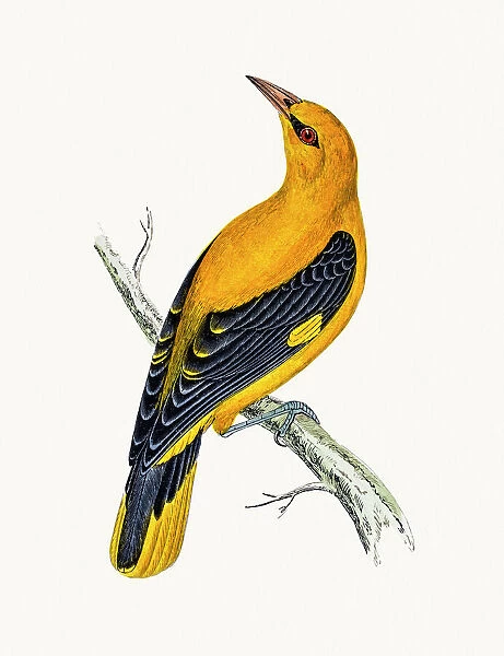 Golden Oriole bird. A photograph of an original hand-colored engraving