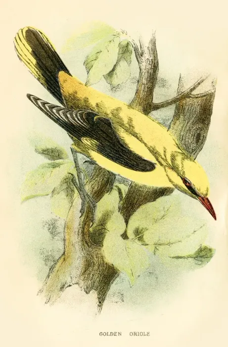 Framed Print : Golden oriole engraving 1896 Framed Print : Golden oriole engraving 1896