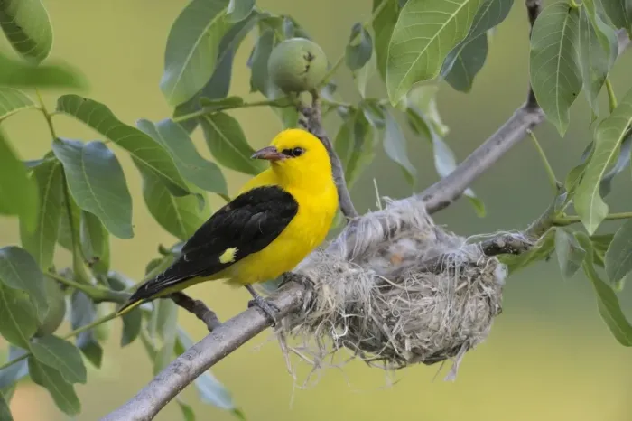 Framed Print : Golden Oriole -Oriolus oriolus-, adult male, watching over the nest, in a walnut tree, Bulgaria Framed Print : Golden Oriole -Oriolus oriolus-, adult male, watching over the nest, in a walnut tree, Bulgaria