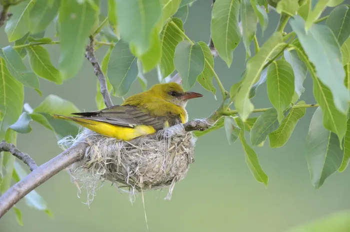 Framed Print : Golden Oriole -Oriolus oriolus-, adult female incubating eggs in the nest, in a walnut tree, Bulgaria Framed Print : Golden Oriole -Oriolus oriolus-, adult female incubating eggs in the nest, in a walnut tree, Bulgaria