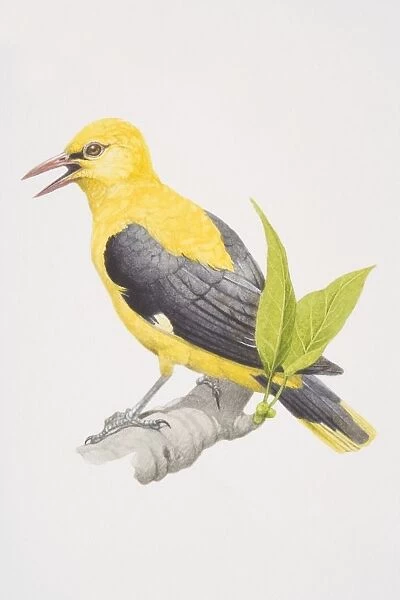 Golden Oriole (Oriolus oriolus), yellow and black bird on a branch