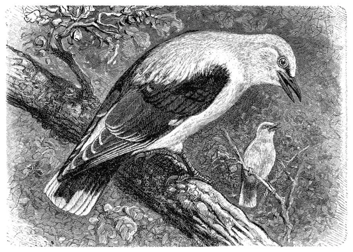 Framed Print : Golden oriole (Oriolus oriolus) Framed Print : Golden oriole (Oriolus oriolus)