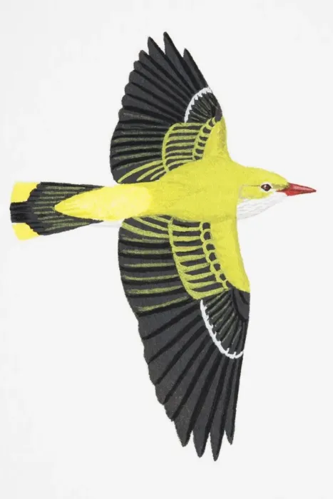 Framed Print : Golden Oriole (Oriolus oriolus), adult female Framed Print : Golden Oriole (Oriolus oriolus), adult female