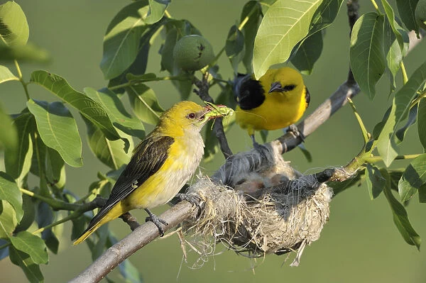Golden Orioles -Oriolus oriolus-, male and female at the nest in a walnut tree, female holding grasshopper in beak as feed, Bulgaria
