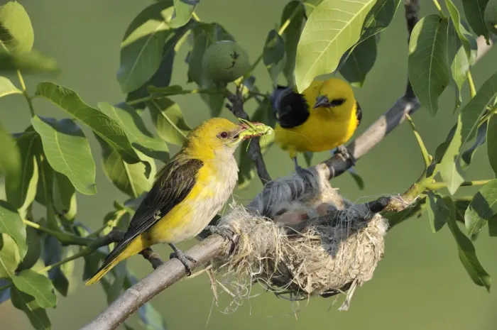 Framed Print : Golden Orioles -Oriolus oriolus-, male and female at the nest in a walnut tree, female holding grasshopper in beak as feed, Bulgaria Framed Print : Golden Orioles -Oriolus oriolus-, male and female at the nest in a walnut tree, female holding grasshopper in beak as feed, Bulgaria