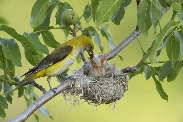 Golden Orioles -Oriolus oriolus-, adult female feeding chicks in the nest, in a walnut tree, Bulgaria