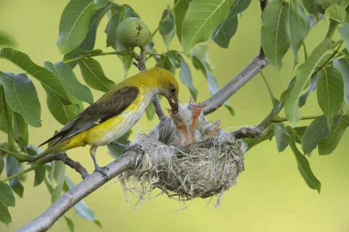 Framed Print : Golden Orioles -Oriolus oriolus-, adult female feeding chicks in the nest, in a walnut tree, Bulgaria Framed Print : Golden Orioles -Oriolus oriolus-, adult female feeding chicks in the nest, in a walnut tree, Bulgaria