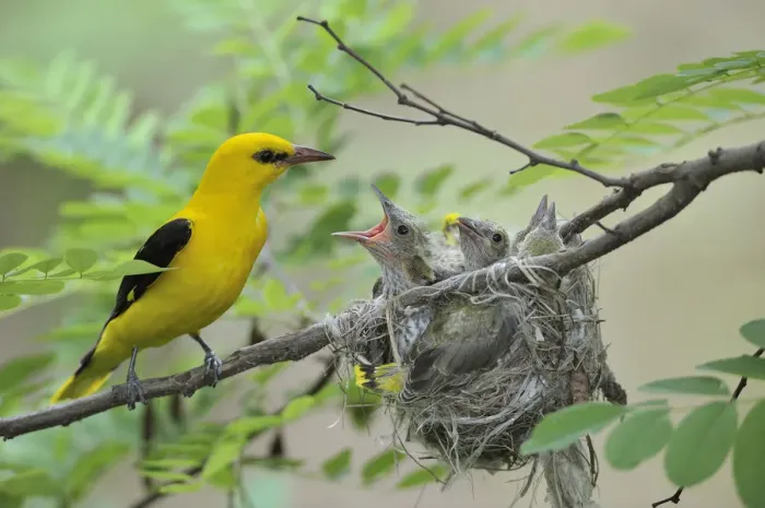 Framed Print : Golden Orioles -Oriolus oriolus-, adult male at the nest in an acacia tree, chick begging for food, Bulgaria Framed Print : Golden Orioles -Oriolus oriolus-, adult male at the nest in an acacia tree, chick begging for food, Bulgaria