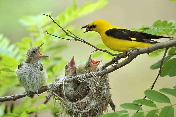 Golden Orioles -Oriolus oriolus-, young bird, chick, begging, adult male feeding the birds with a white mulberry, nest in an acacia tree, Bulgaria