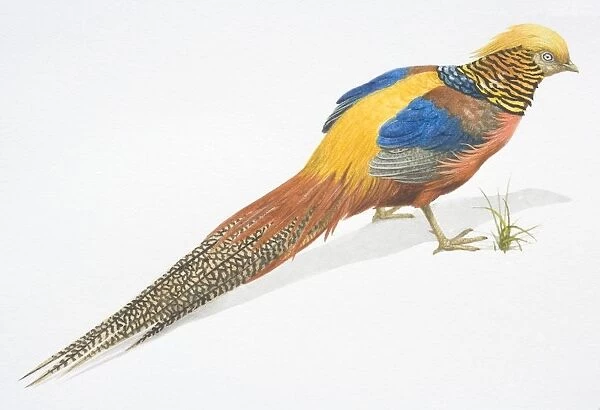Golden Pheasant, Chrysolophus pictus, multi coloured Pheasant with a long tail