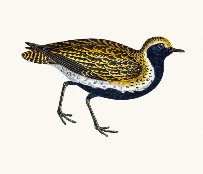 Framed Print : Golden Plover Framed Print : Golden Plover