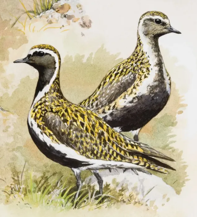 Framed Print : Golden plover (Pluvialis apricaria), male and female, standing side by side, side view Framed Print : Golden plover (Pluvialis apricaria), male and female, standing side by side, side view