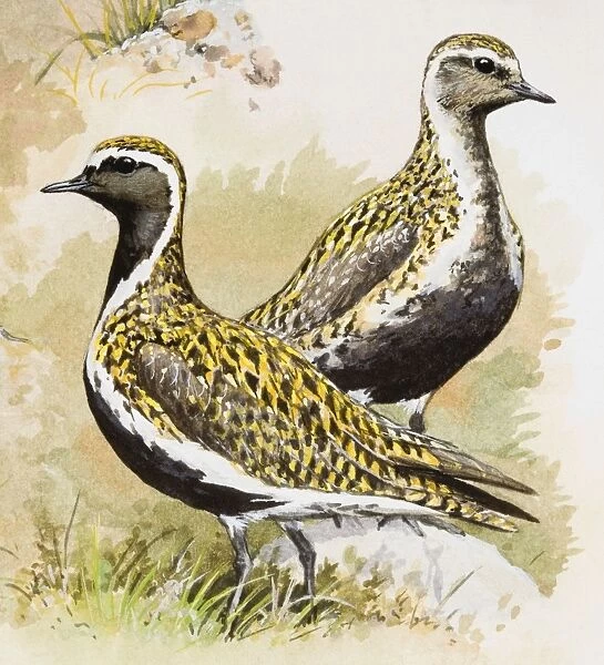 Golden plover (Pluvialis apricaria), male and female, standing side by side, side view