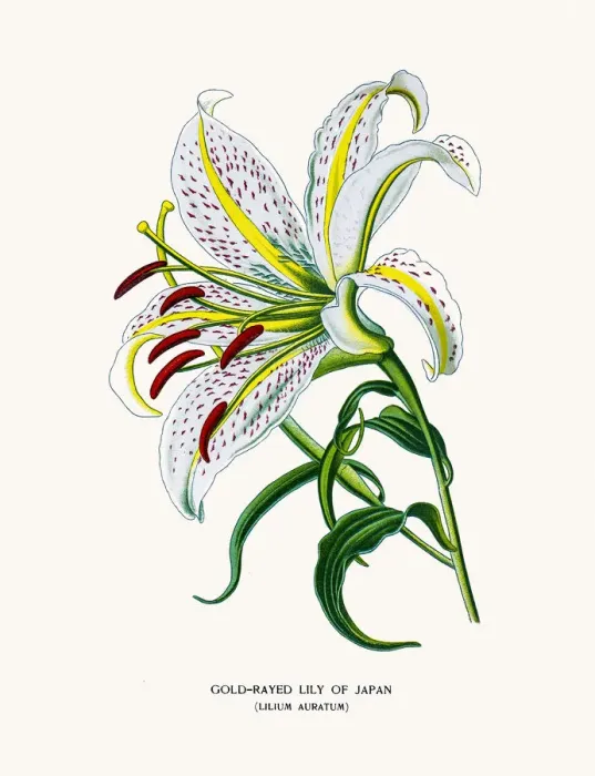 Framed Print : Golden rayed lily of Japan Framed Print : Golden rayed lily of Japan