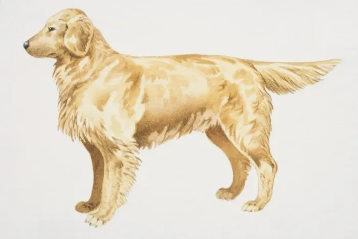 Framed Print : Golden Retriever (canis familiaris), side view Framed Print : Golden Retriever (canis familiaris), side view