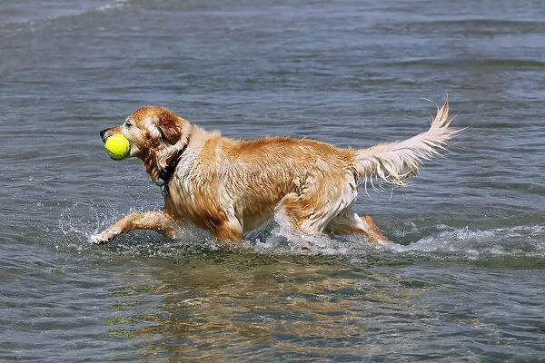 Golden Retriever (Canis lupus familiaris), retrieving a toy from the water