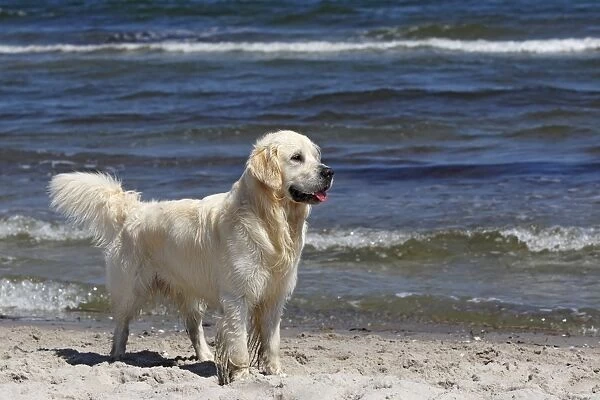 Golden Retriever dog -Canis lupus familiaris-, male, two years, standing on the beach