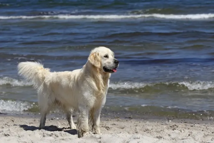 Framed Print : Golden Retriever dog -Canis lupus familiaris-, male, two years, standing on the beach Framed Print : Golden Retriever dog -Canis lupus familiaris-, male, two years, standing on the beach