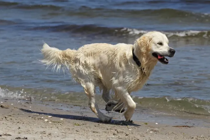 Framed Print : Golden Retriever dog -Canis lupus familiaris-, male, two years, running on the beach Framed Print : Golden Retriever dog -Canis lupus familiaris-, male, two years, running on the beach