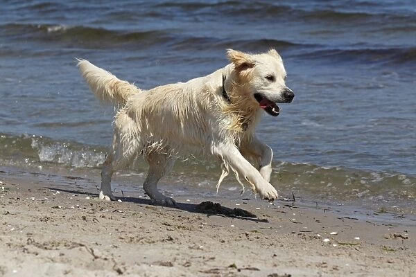 Golden Retriever dog -Canis lupus familiaris-, male, two years, running on the beach