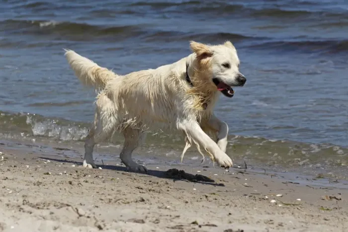 Framed Print : Golden Retriever dog -Canis lupus familiaris-, male, two years, running on the beach Framed Print : Golden Retriever dog -Canis lupus familiaris-, male, two years, running on the beach