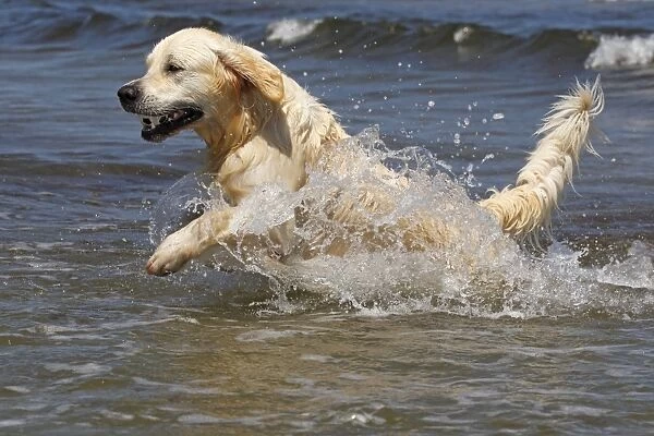 Golden Retriever dog -Canis lupus familiaris-, male, two years, retrieving ball from the water, domestic dog