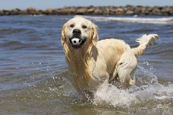 Golden Retriever dog -Canis lupus familiaris-, male, two years, retrieving ball from the water at a beach, domestic dog