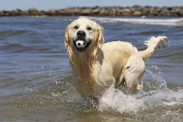 Framed Print : Golden Retriever dog -Canis lupus familiaris-, male, two years, retrieving ball from the water at a beach, domestic dog