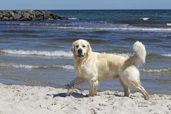 Golden Retriever dog -Canis lupus familiaris-, male, two years, running on the beach, domestic dog