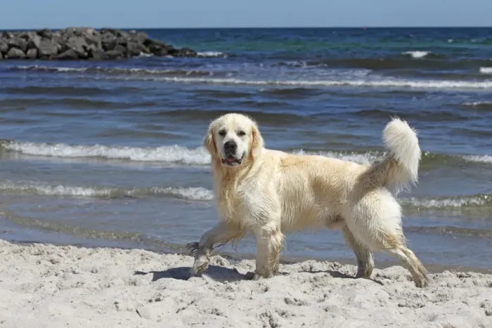 Framed Print : Golden Retriever dog -Canis lupus familiaris-, male, two years, running on the beach, domestic dog Framed Print : Golden Retriever dog -Canis lupus familiaris-, male, two years, running on the beach, domestic dog