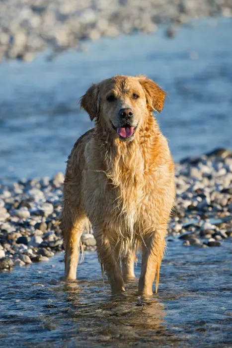 Framed Print : Golden Retriever, Tagliamento braided river, Forgaria nel Friuli, Udine province, Italy
