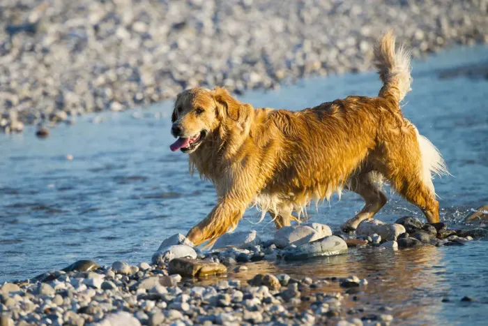 Framed Print : Golden Retriever, Tagliamento braided river, Forgaria nel Friuli, Udine province, Italy Framed Print : Golden Retriever, Tagliamento braided river, Forgaria nel Friuli, Udine province, Italy
