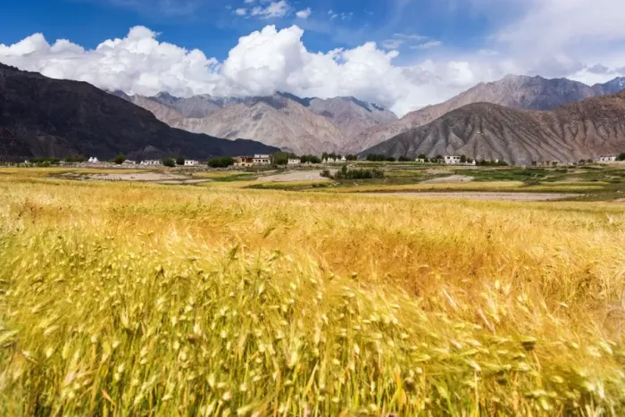 Framed Print : The golden rice field at Khardungla village Framed Print : The golden rice field at Khardungla village