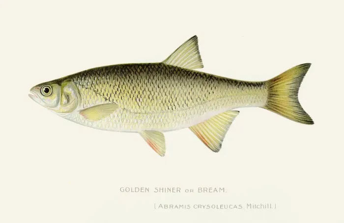 Framed Print : Golden shinner bream illustration 1897 Framed Print : Golden shinner bream illustration 1897