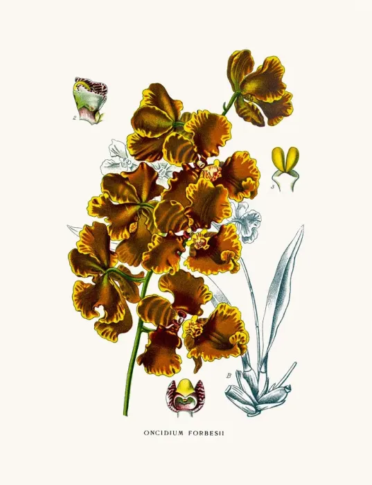 Framed Print : Golden shower orchid Framed Print : Golden shower orchid