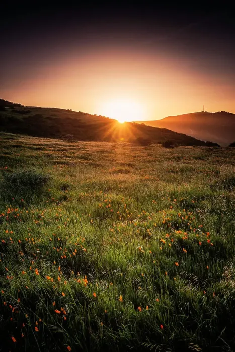 Framed Print : Golden State Poppies Framed Print : Golden State Poppies