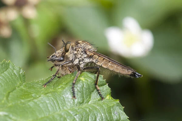 Golden-tabbed Robberfly -Eutolmus rufibarbis- with captured honey bee on a blackberry leaf, Hesse, Germany