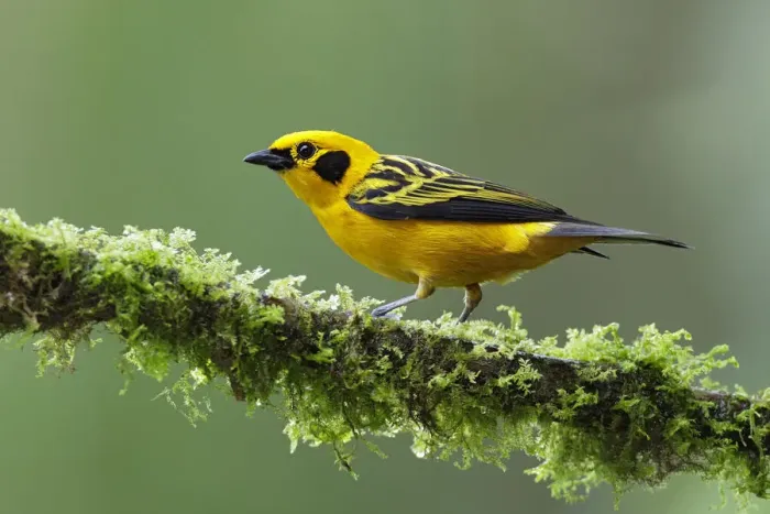 Framed Print : Golden Tanager Framed Print : Golden Tanager