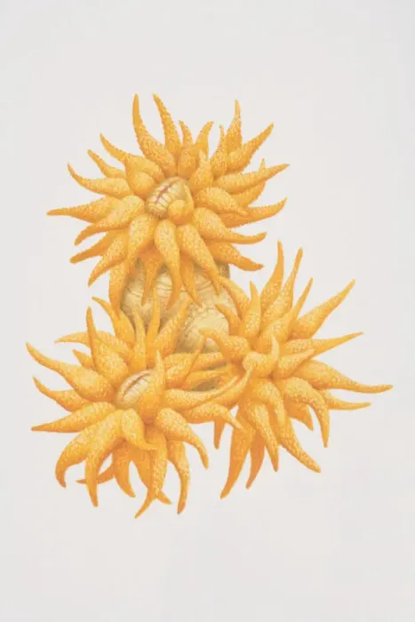 Framed Print : Golden Tubastrea (Tubastrea aurea), bright colored orange coral Framed Print : Golden Tubastrea (Tubastrea aurea), bright colored orange coral