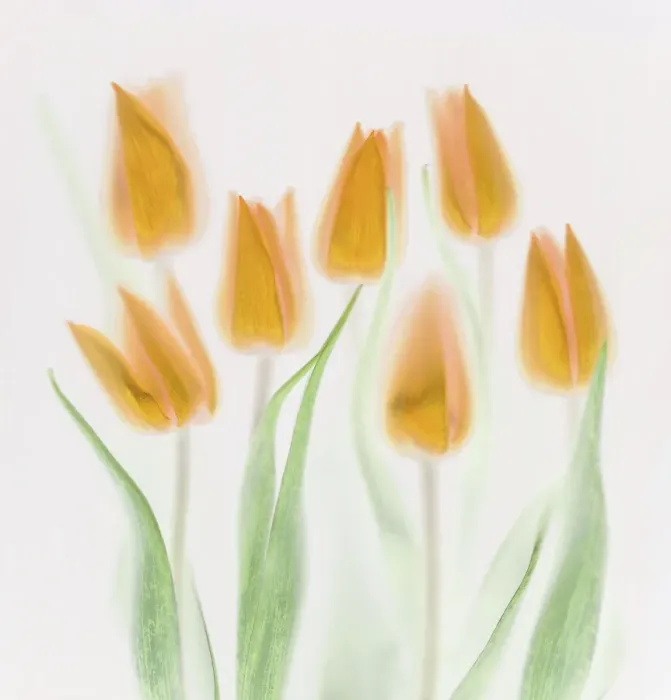 Framed Print : Golden Tulips Framed Print : Golden Tulips