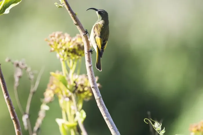 Framed Print : Golden-winged Sunbird (Nectarinia reichenowi), Ngorongoro Crater Framed Print : Golden-winged Sunbird (Nectarinia reichenowi), Ngorongoro Crater