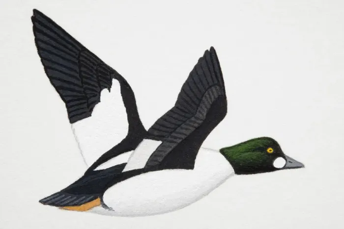 Framed Print : Goldeneye (Bucephala clangula), adult sea duck Framed Print : Goldeneye (Bucephala clangula), adult sea duck